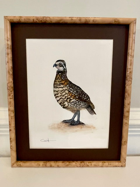 MR. BINGLEY | Northern Bobwhite Quail Art | Original Watercolor Painting