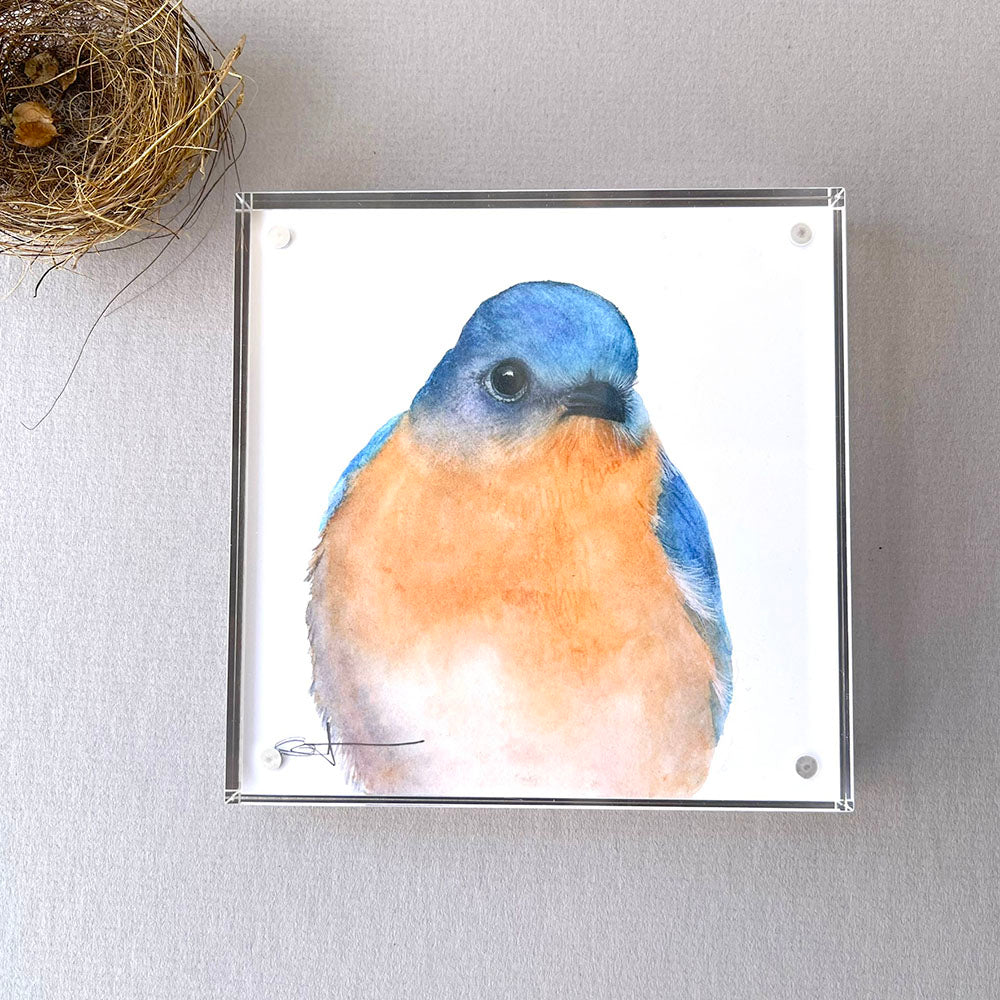 Framed desk art of a bluebird