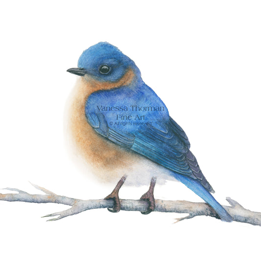 Birds of the Carolinas – Set of 6 Mini Watercolor Prints (A2 Size)
