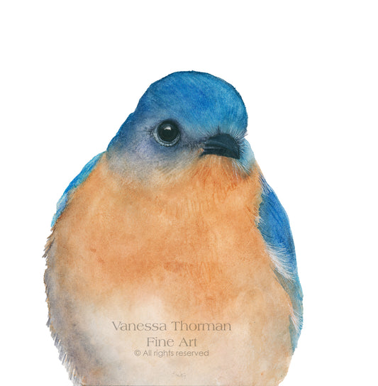 "Bernard," a close-up Eastern Bluebird watercolor art print by Vanessa Thorman, detailed view