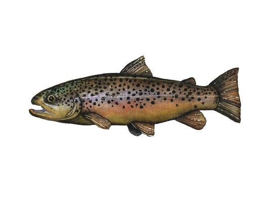 Detail view of Brown Trout watercolor art print by Vanessa Thorman