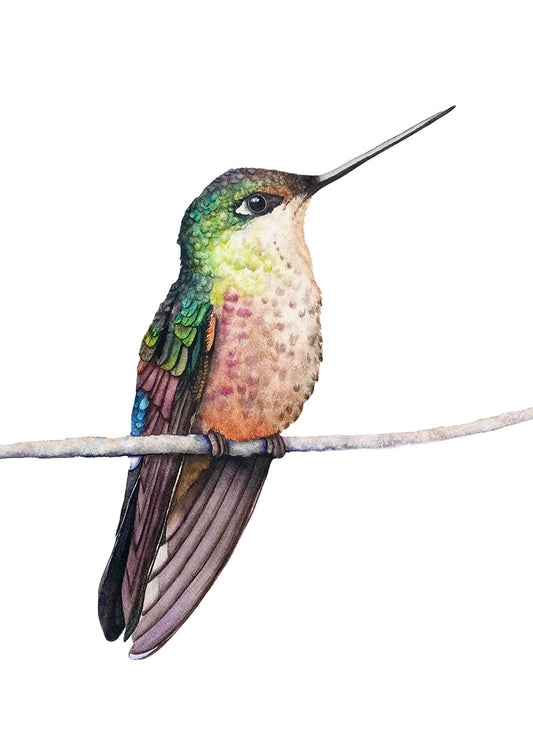 Calliope Hummingbird watercolor art print by Vanessa Thorman, detailed view