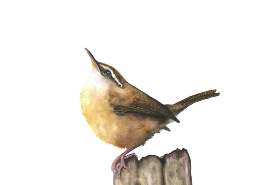 Carolina Wren watercolor art print by Vanessa Thorman, detailed view