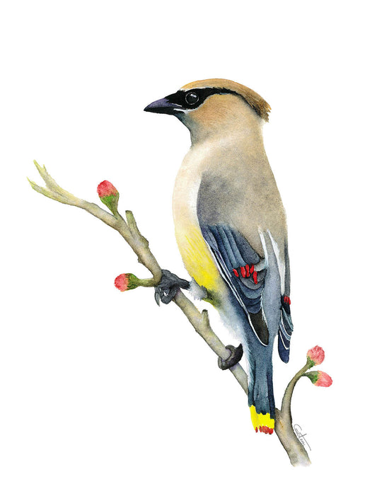 Cedar Waxwing watercolor art print on a white background by Vanessa Thorman
