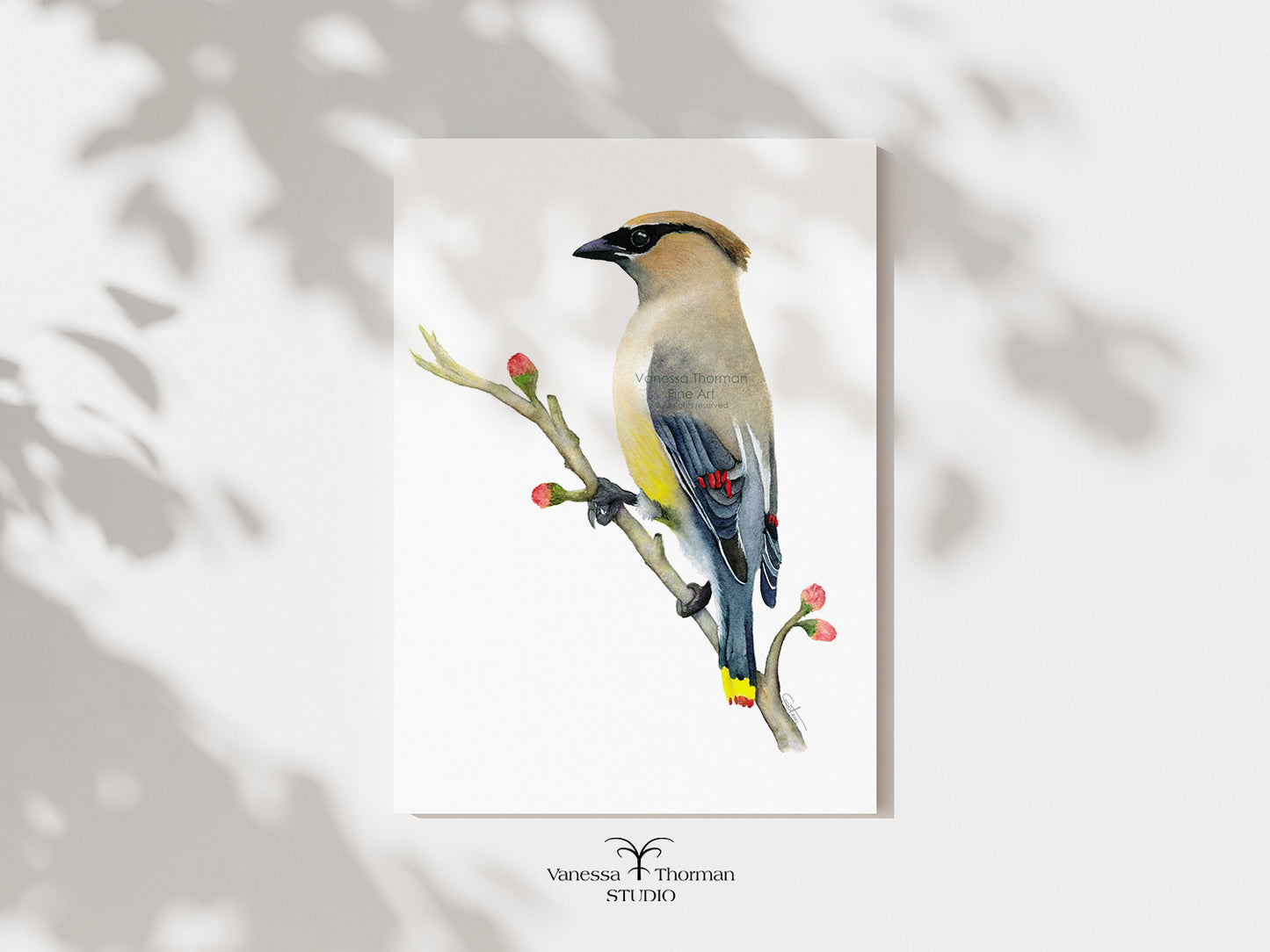 Cedar Waxwing watercolor art print on a white background