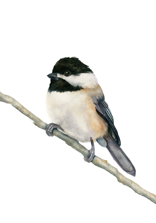 Chickadee watercolor art print by Vanessa Thorman, detailed view