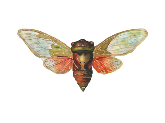 Cicada watercolor art print by Vanessa Thorman, detailed view