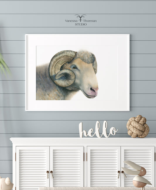 Framed Dorset Horn Ram watercolor art print by Vanessa Thorman hanging on a blue wall
