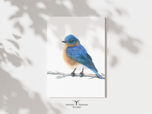 Eastern Bluebird watercolor art print by Vanessa Thorman, unframed