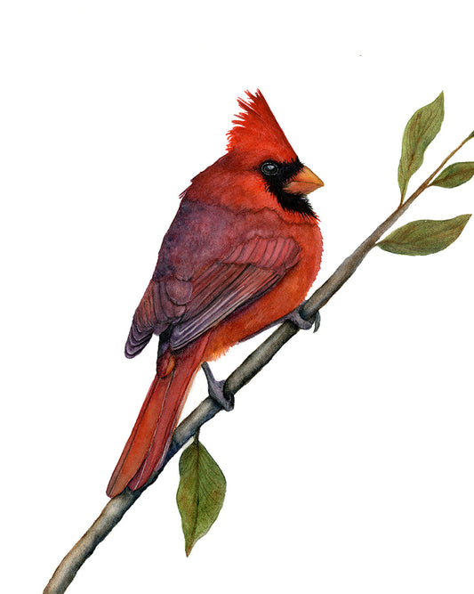 Northern Cardinal watercolor art print by Vanessa Thorman, detailed view
