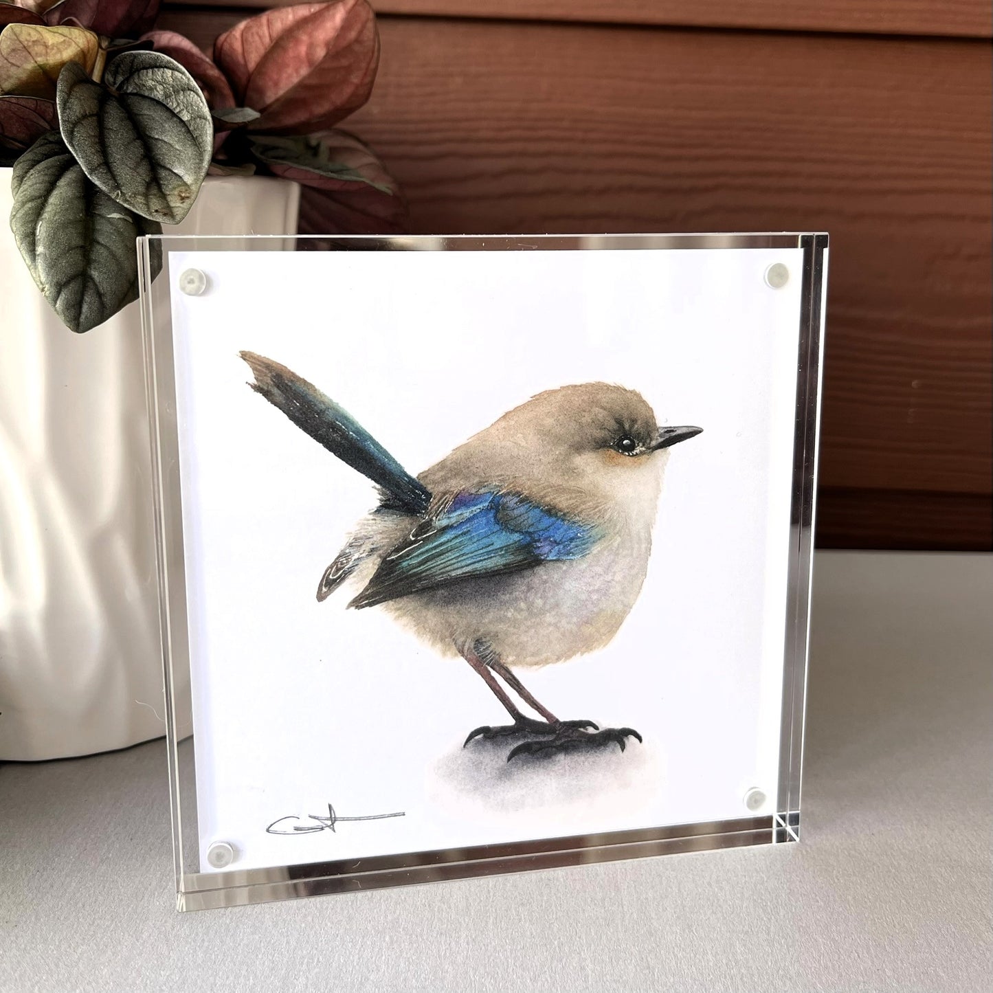 An alternate view of Puff the Superb Fairywren acrylic block art print