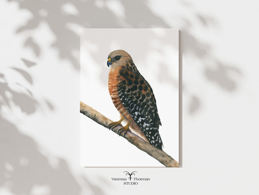 Red-Shouldered Hawk watercolor art print by Vanessa Thorman, unframed