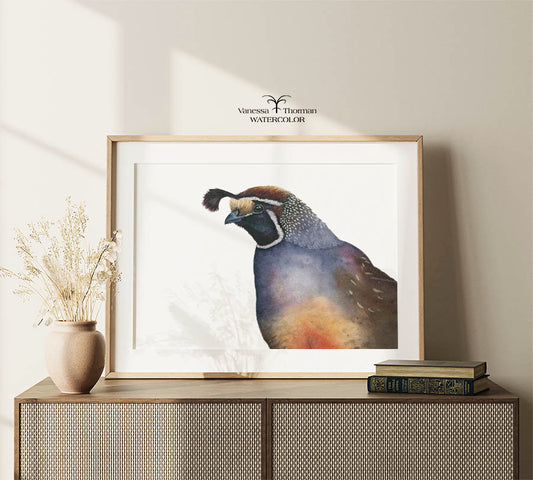 California Quail Limited Edition Watercolor Art Print — Romeo, California State Bird Art