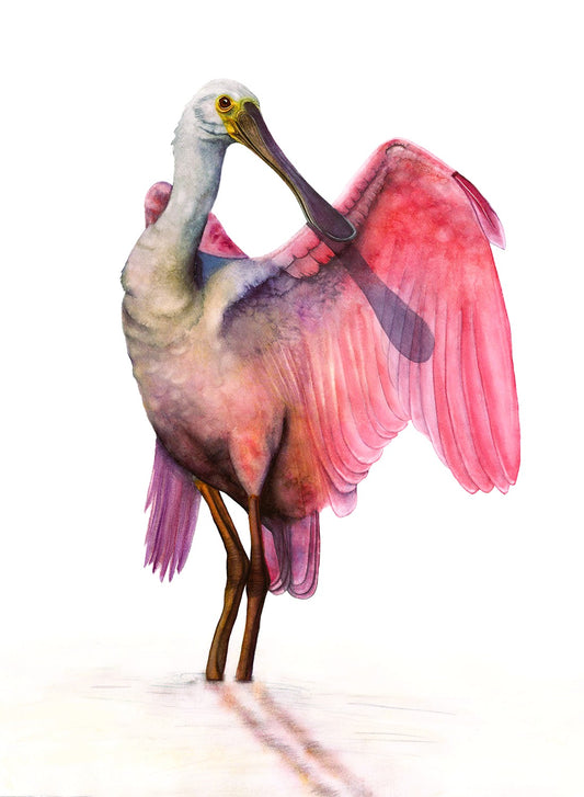 "Pretty in Pink" Roseate Spoonbill watercolor art print by Vanessa Thorman