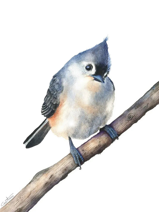 Tufted Titmouse watercolor art print by Vanessa Thorman, detailed view