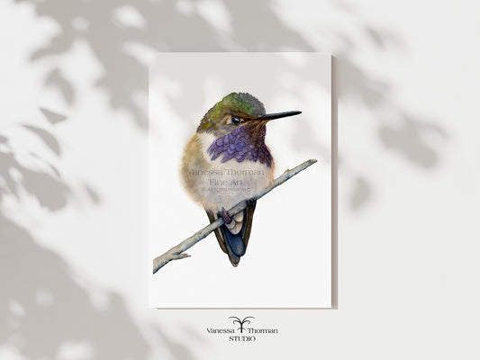 Volcano Hummingbird watercolor art print by Vanessa Thorman, unframed
