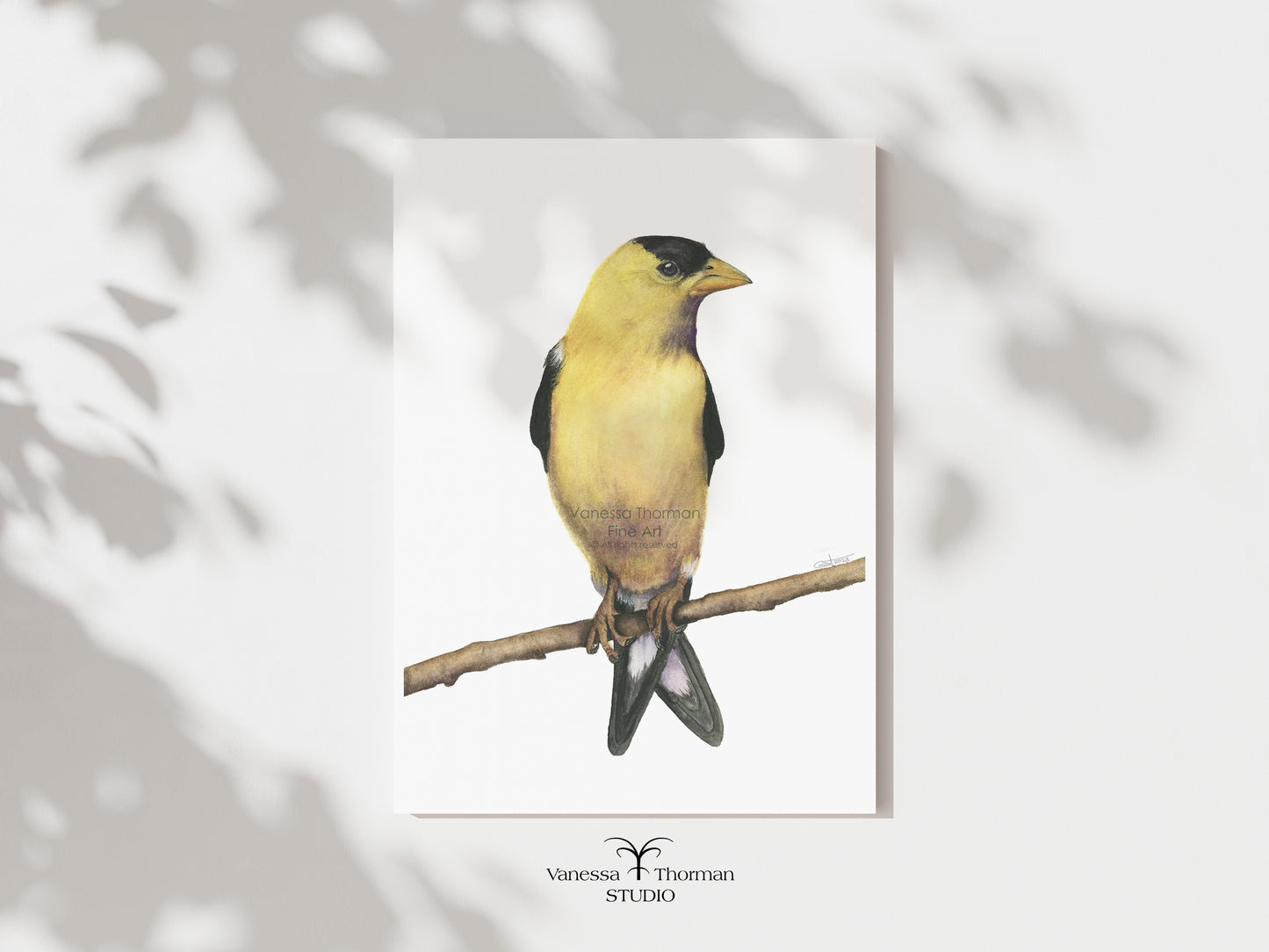 American Goldfinch watercolor art print by Vanessa Thorman, unframed print