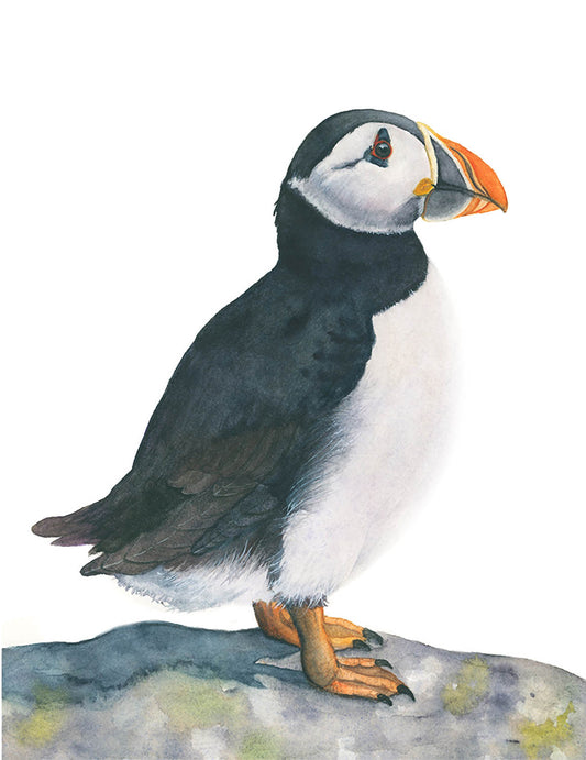 Atlantic puffin watercolor art print on a plain background by Vanessa Thorman, detailed view
