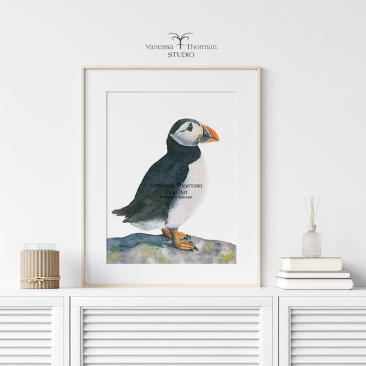 Framed atlantic puffin watercolor art print by Vanessa Thorman in a white frame