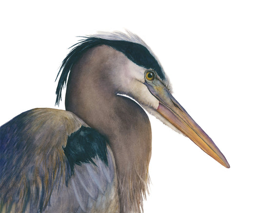 Close-up of "August" Great Blue Heron watercolor art print by Vanessa Thorman