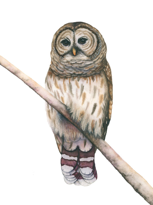Barred Owl watercolor art print by Vanessa Thorman, perched on a branch