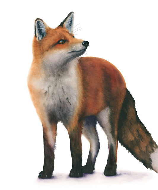 Red Fox watercolor art print by Vanessa Thorman, detailed view