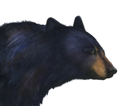 ":Shenandoah" black bear watercolor art print, detailed view, by Vanessa Thorman