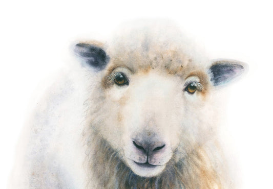 "William" sheep watercolor art print by Vanessa Thorman