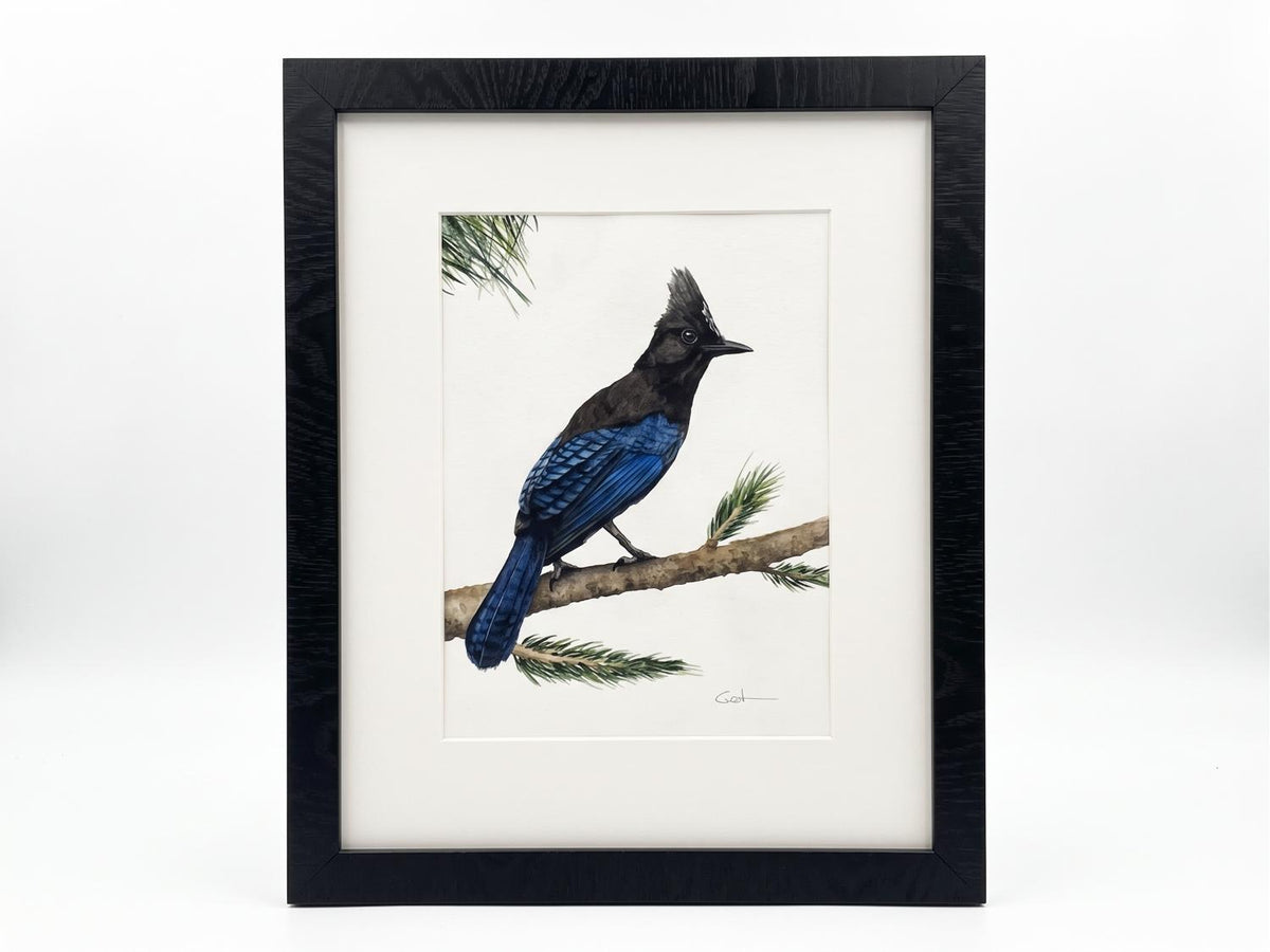 STELLER'S JAY | Western Bird Painting