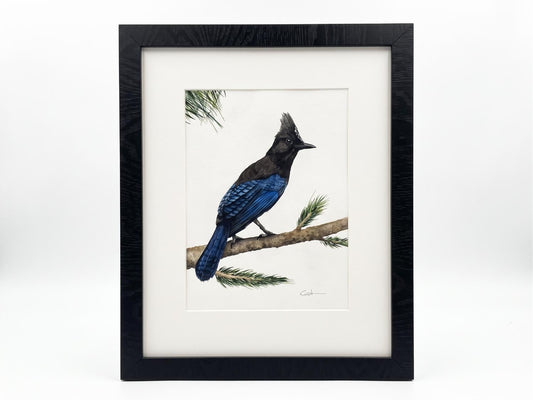 STELLER'S JAY | Western Bird Painting