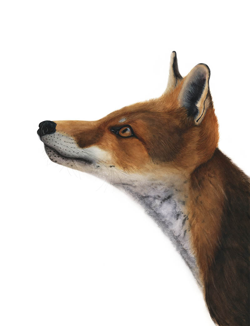 GREAT EXPECTATIONS | Fox Art