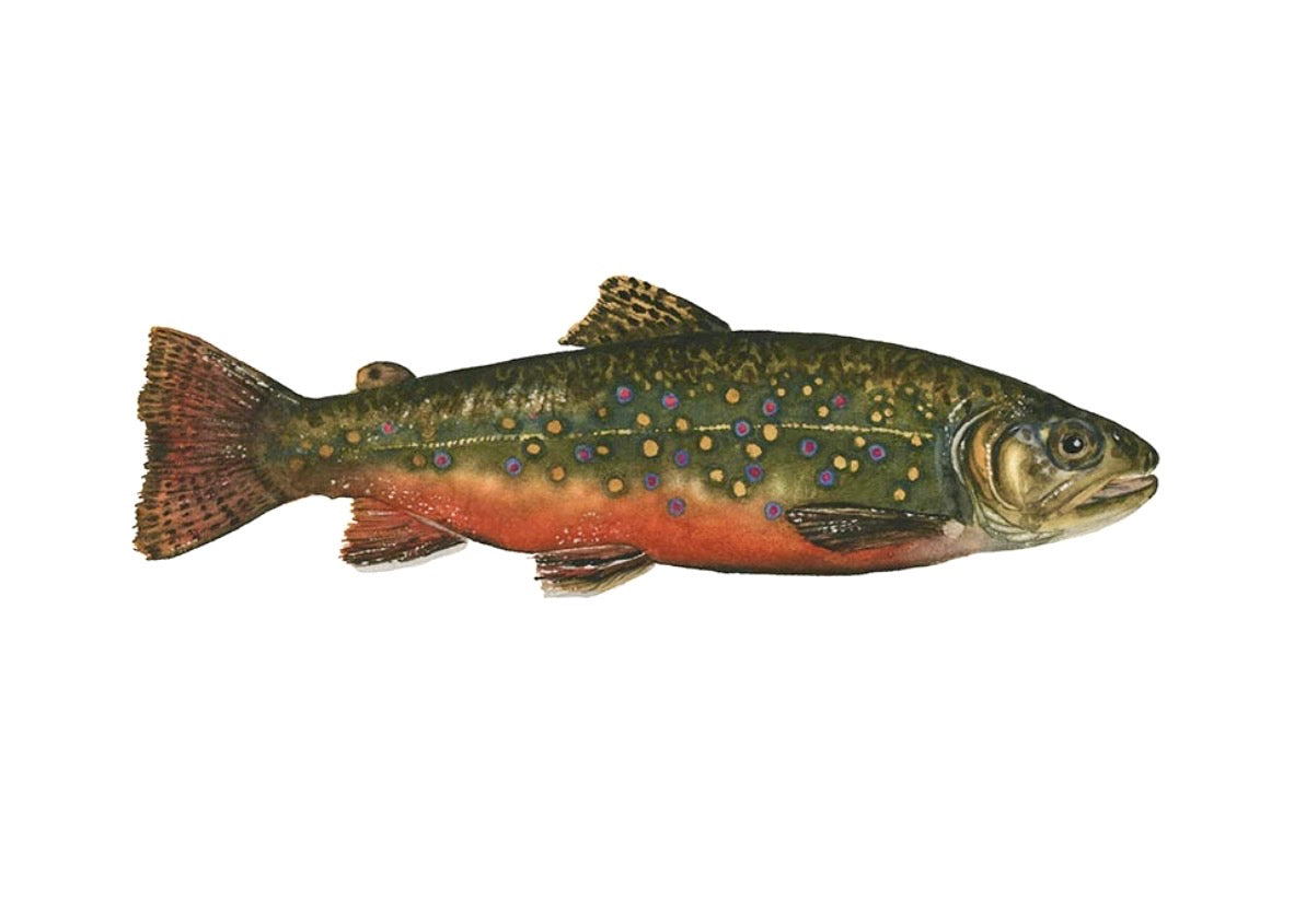 BROOK TROUT II | Trout Art