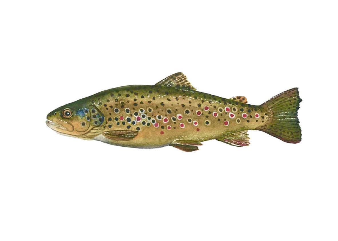 BROWN TROUT II | Trout Art