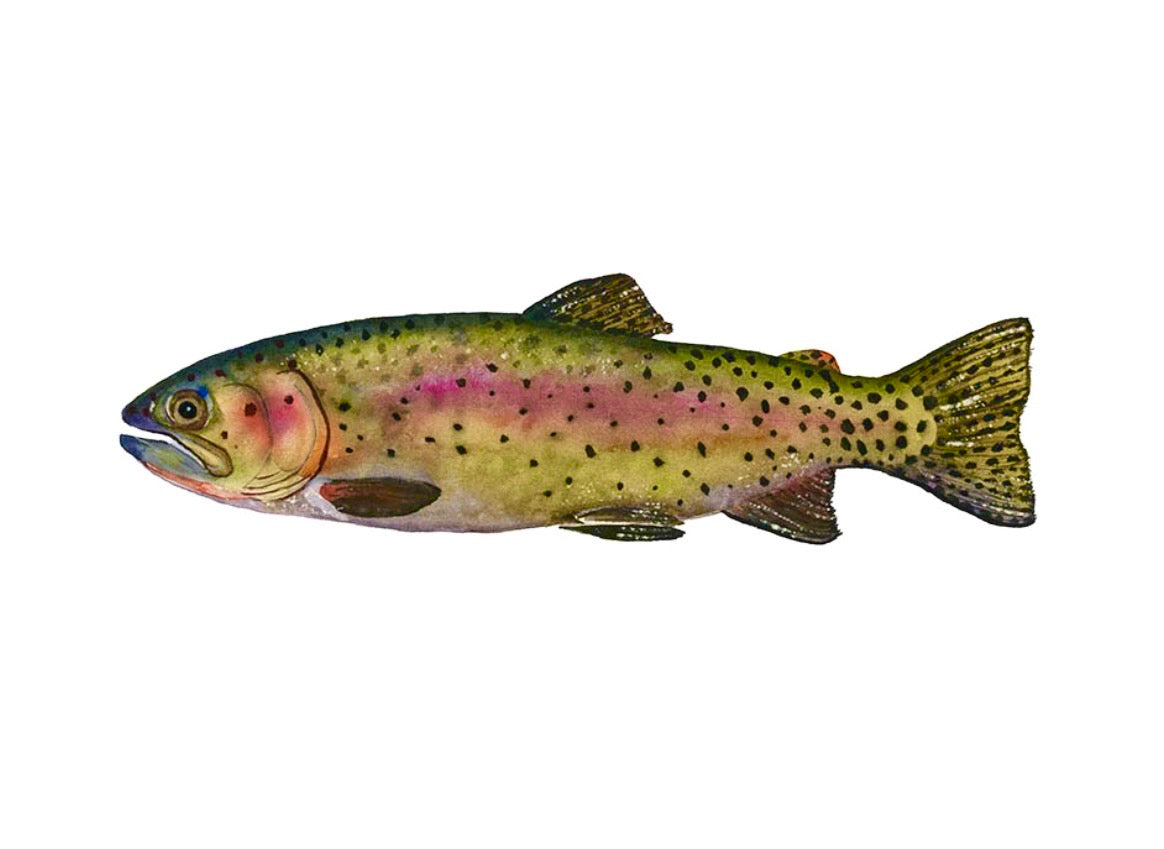 CUTTHROAT TROUT | Trout Art