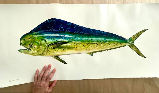 EL DORADO | Mahi-Mahi Painting