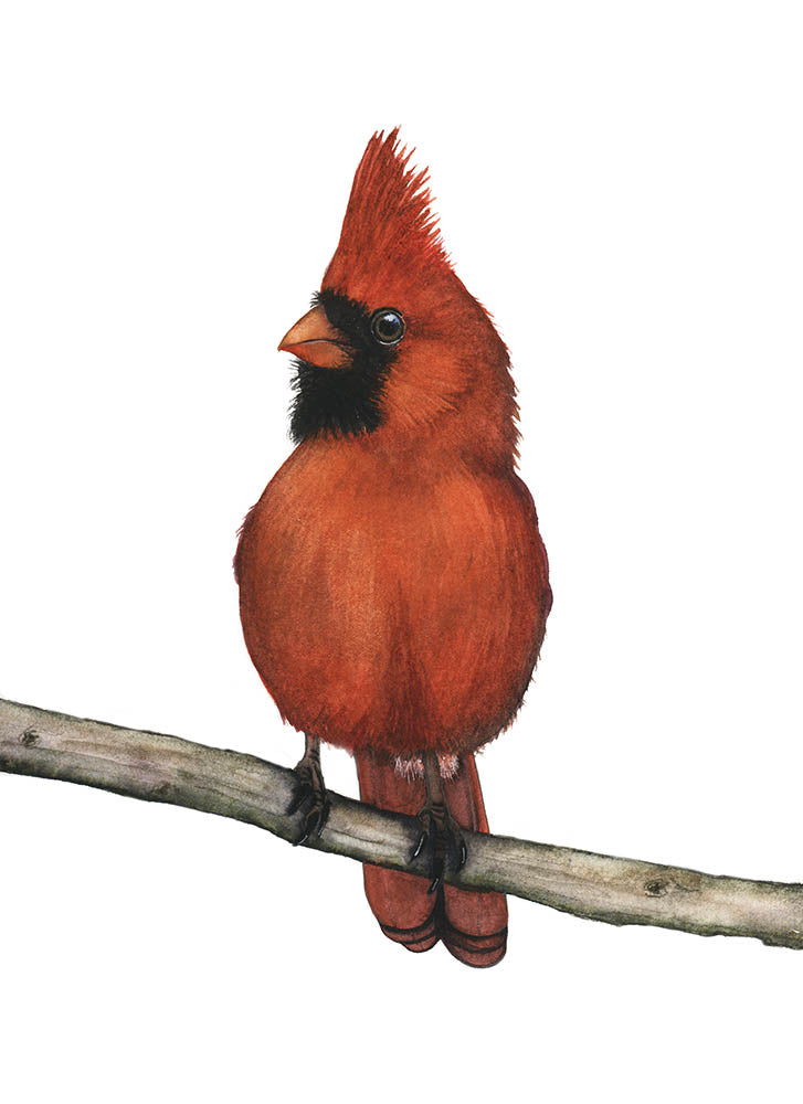 PERCY | Northern Cardinal Art | Original Watercolor Painting