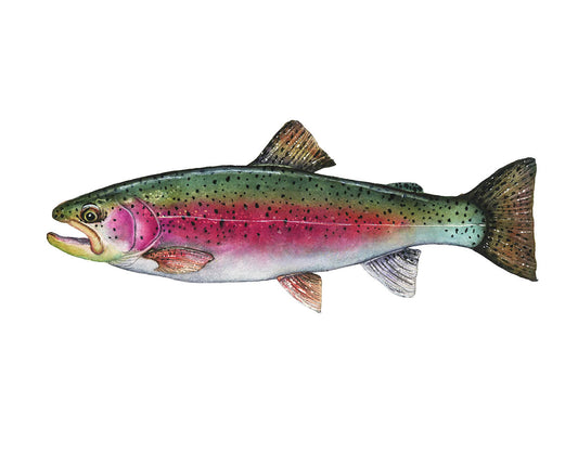 RAINBOW TROUT II | Fish Art | Original Watercolor Painting
