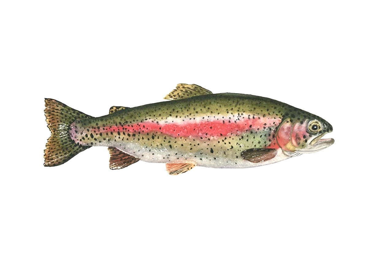 RAINBOW TROUT III | Trout Art