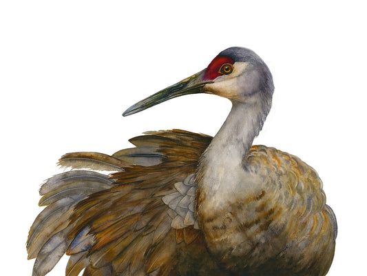 AUGUSTUS | Sandhill Crane Art | Original Watercolor Painting