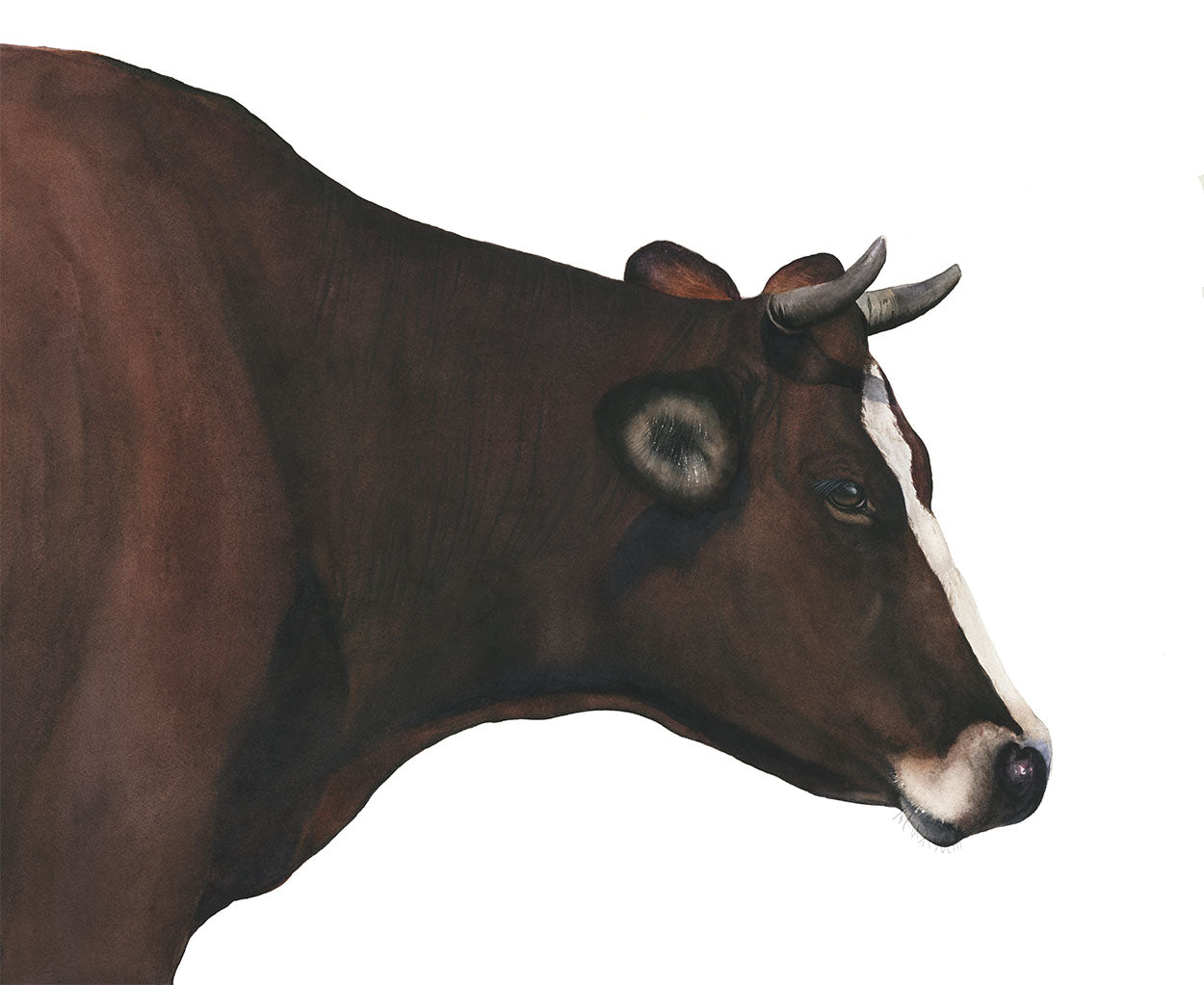 CLEMENTINE | Cow Art | Original Watercolor Painting