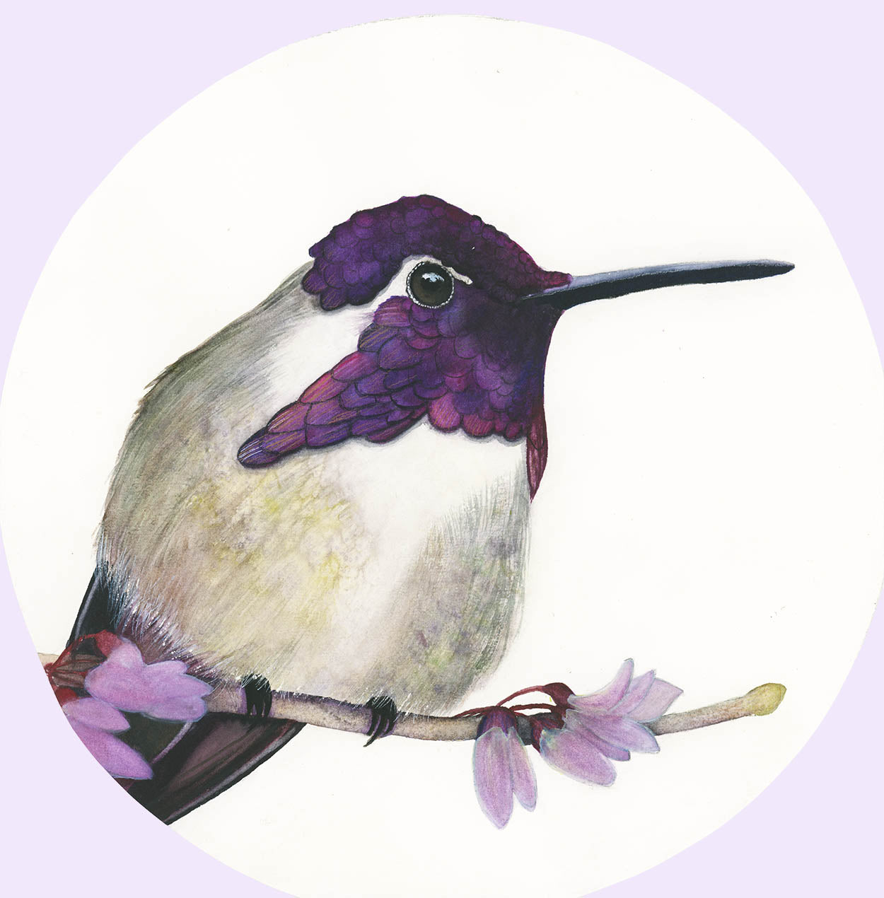 ROYAL JEWEL | Costa's Hummingbird Art | Original Watercolor Painting
