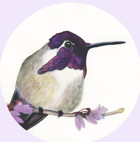 ROYAL JEWEL | Costa's Hummingbird Art | Original Watercolor Painting