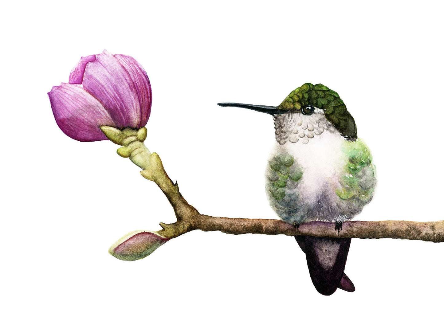 HUMMINGBIRD IN BLOOM II | Hummingbird Art | Original Watercolor Painting