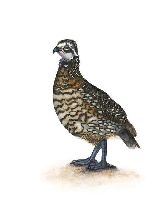MR. BINGLEY | Northern Bobwhite Quail Art | Original Watercolor Painting