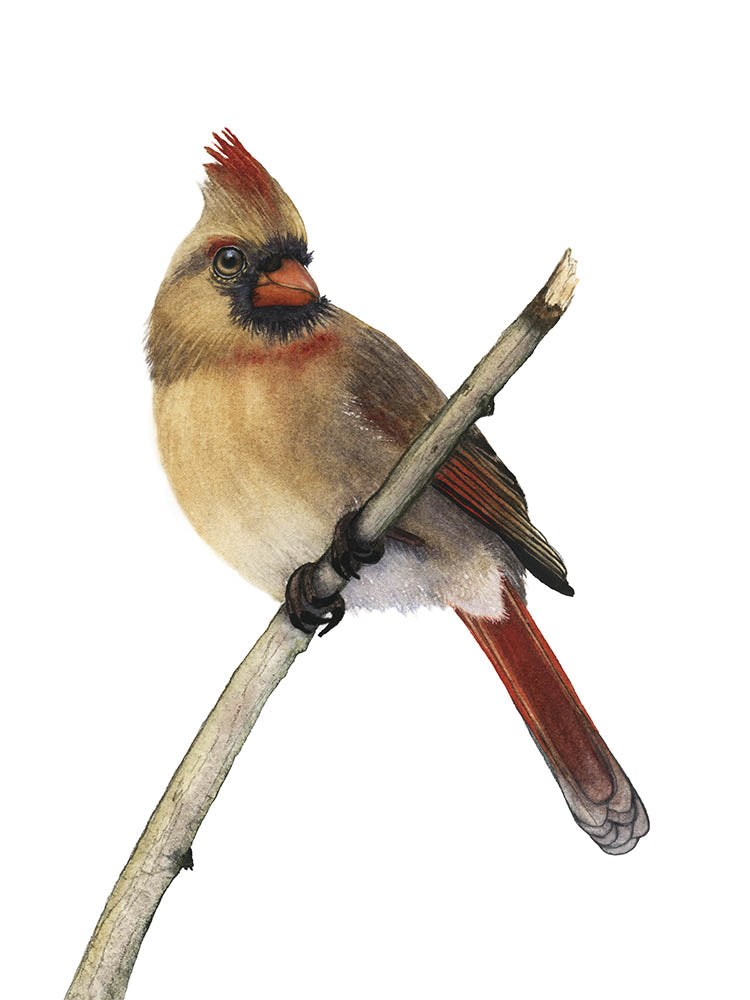 PETUNIA| Northern Cardinal Art | Original Watercolor Painting