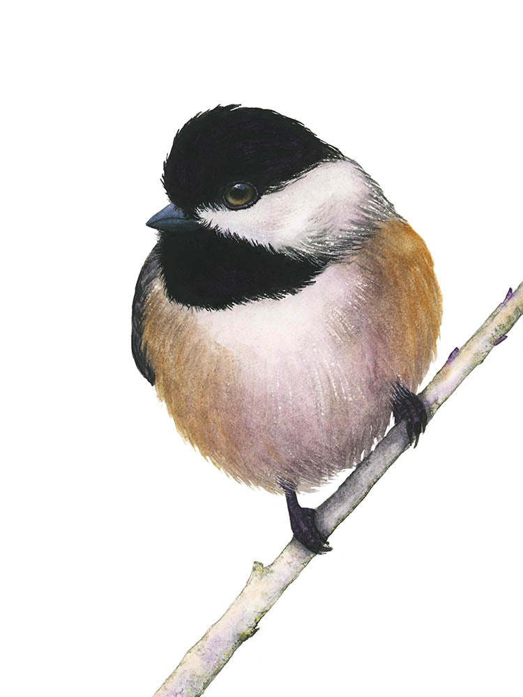VIV | Chickadee Art | Original Watercolor Painting