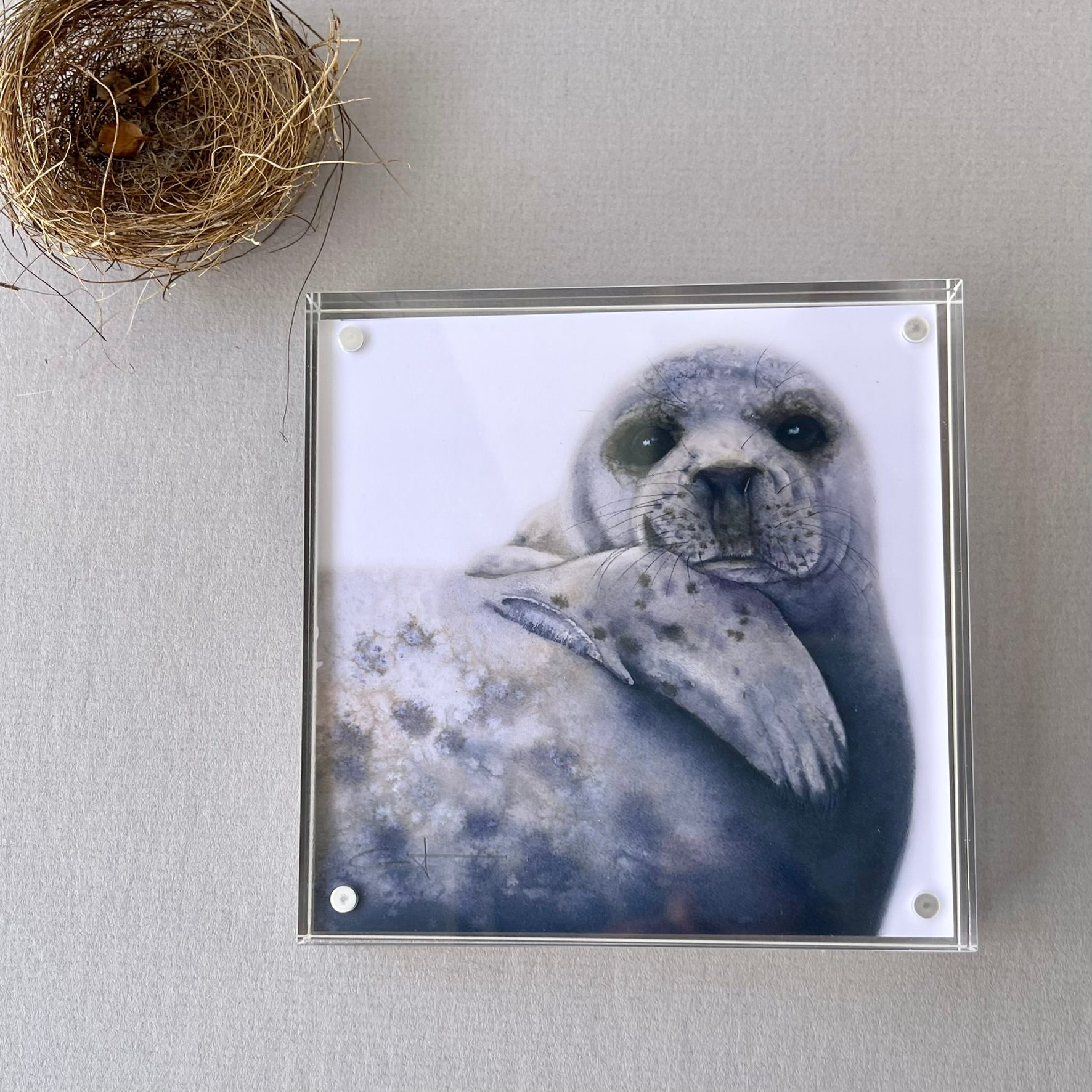 Framed desk art of a seal 