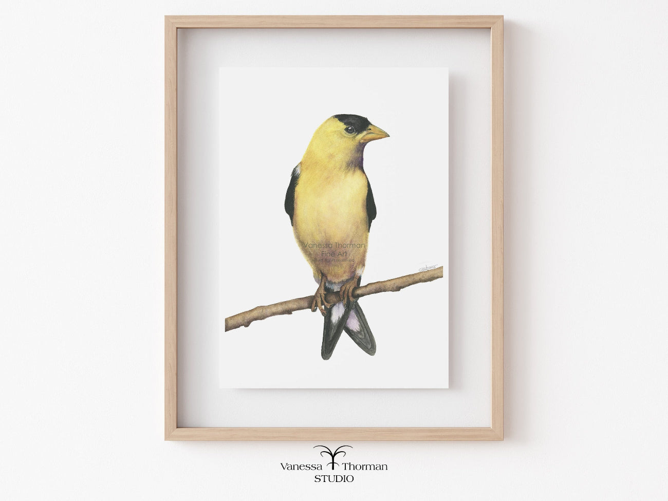 Framed American Goldfinch Watercolor Art Print with a plain background by Vanessa Thorman