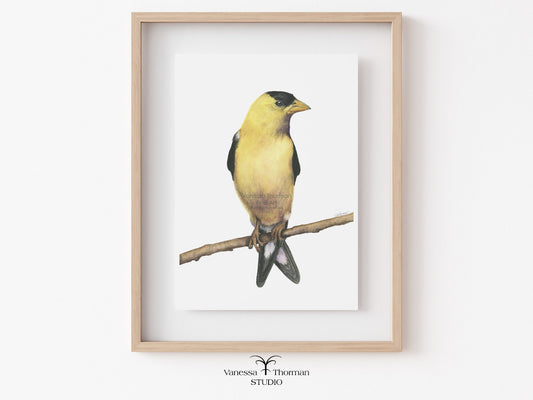 Framed American Goldfinch Watercolor Art Print with a plain background by Vanessa Thorman