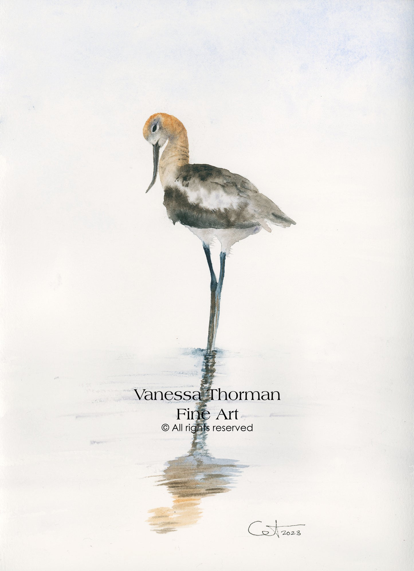 REFLECTIONS 3 | American Avocet Art | Original Watercolor Painting
